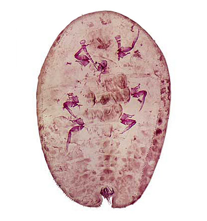   Drepanococcus chiton  
